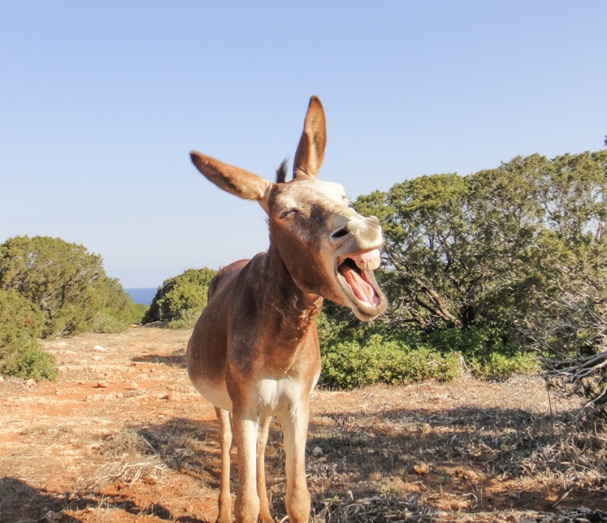 Осел - национальное животное Кипра! Блог об ослах и их выходках…: фото 3