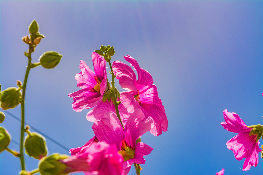 Штокроза — королева кипрских цветников!: фото 9