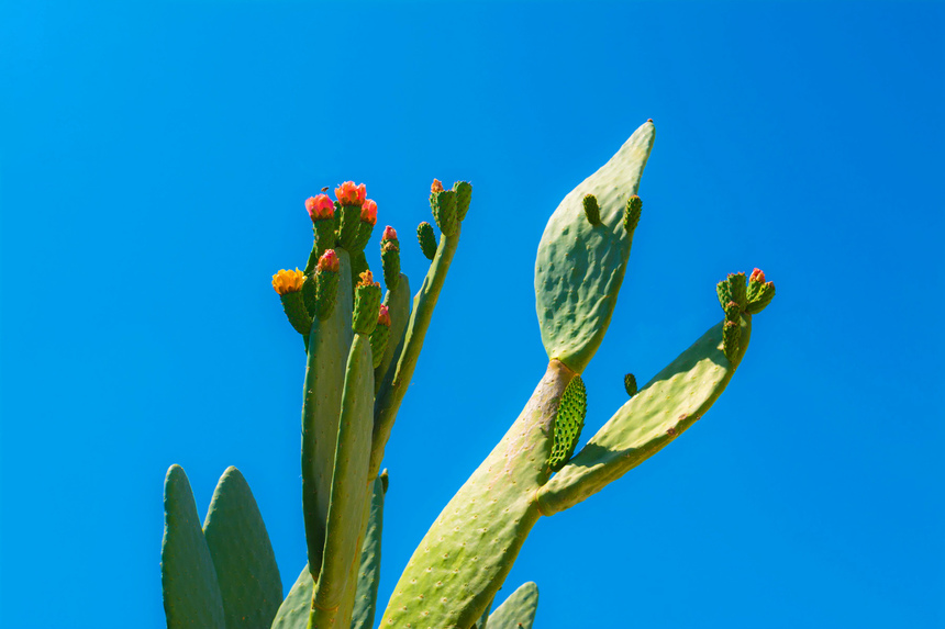 На Кипре цветет вкусный кактус опунция! : фото 24