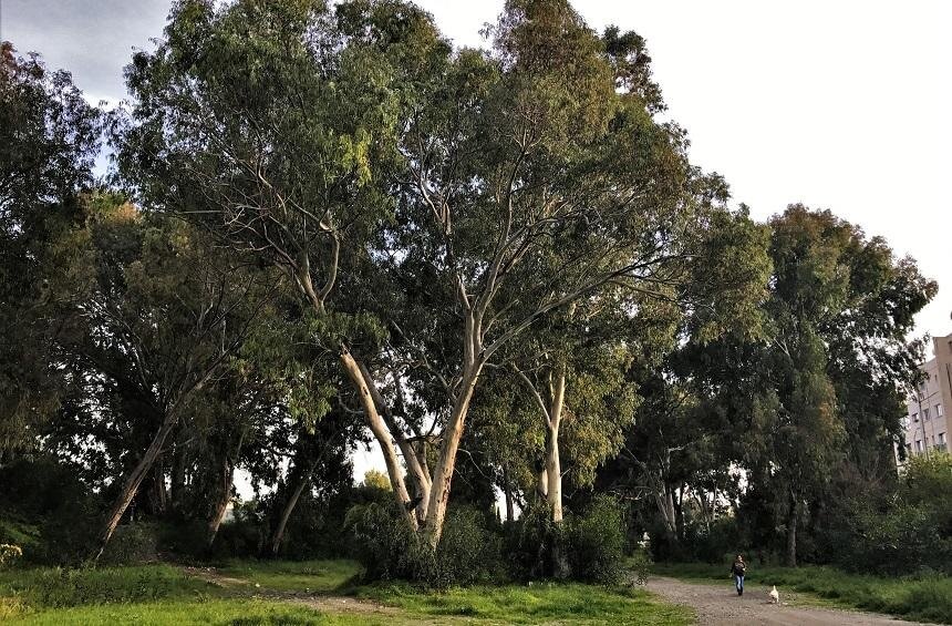 Парк эвкалиптовых деревьев в самом сердце Лимассола : фото 3