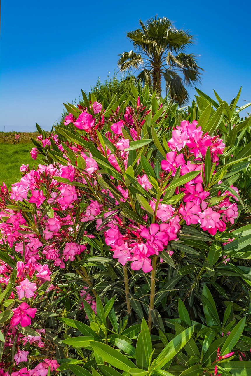 Олеандр — кипрский цветок-загадка: фото 21
