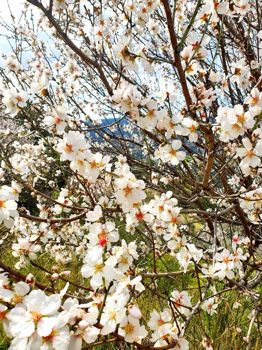 На Кипре в разгаре волшебное и фантастически красивое время цветения миндаля: фото 26
