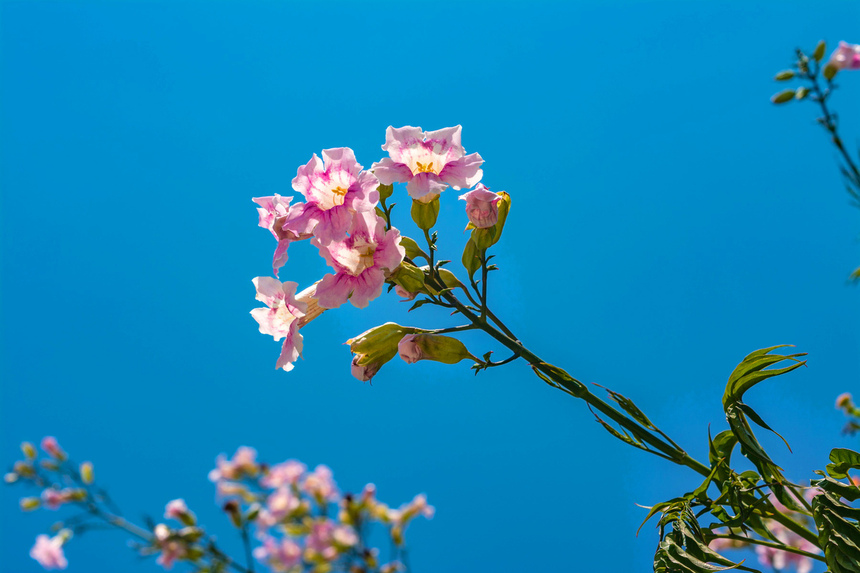 Подранея Рикасоля - кипрская лиана с розовыми колокольчиками: фото 8