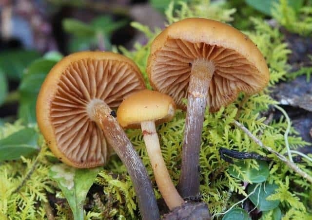 Ядовитые и галлюциногенные грибы Кипра: фото 10