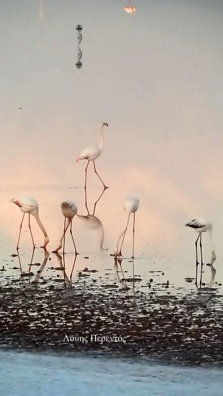 На Соленое озеро Ларнаки прилетели первые фламинго: фото 5 На Соленое озеро Ларнаки прилетели первые фламинго: фото 5