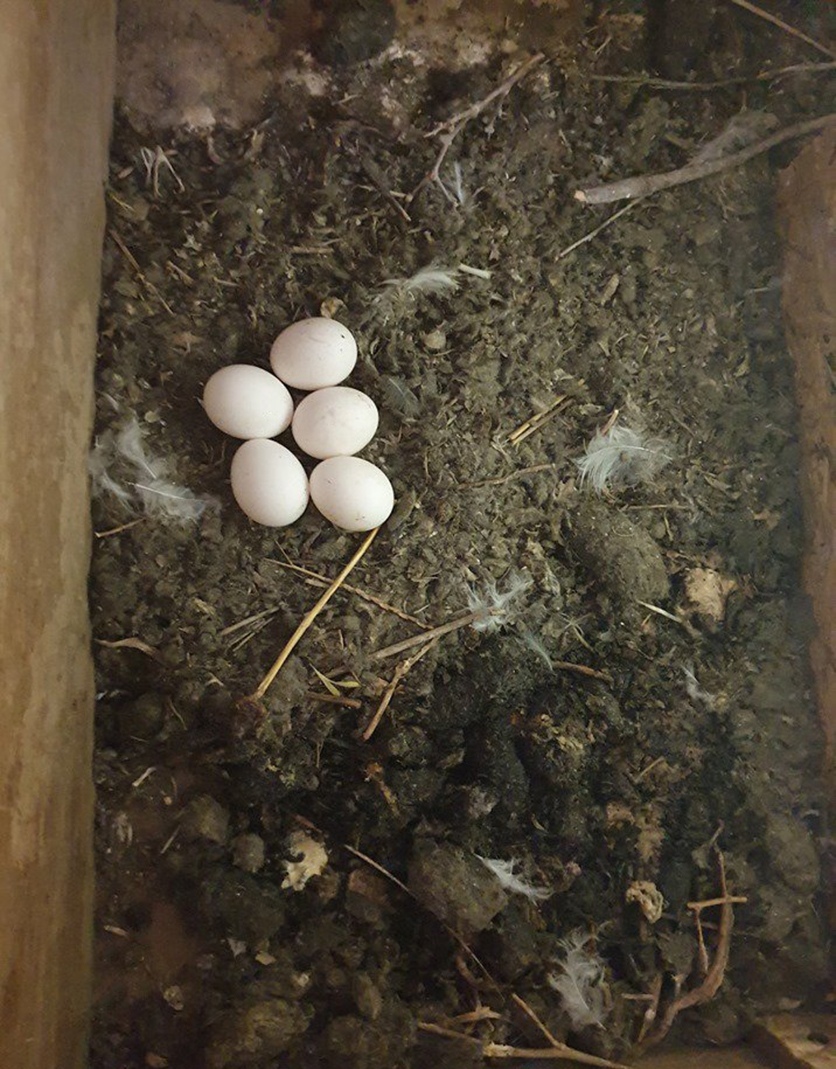 Рост и развитие птенцов совы-сипухи в искусственных гнездах на Кипре