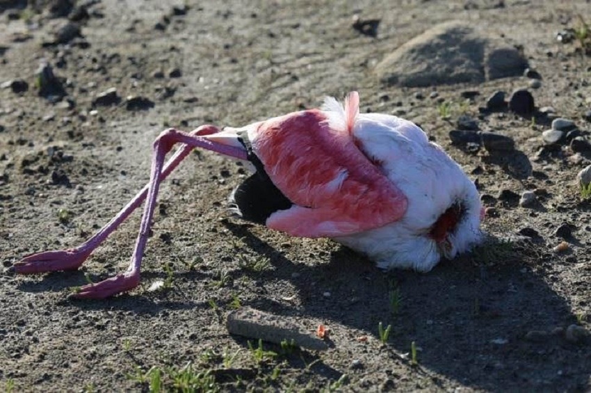 На Кипре массово гибнут розовые фламинго. Слабонервным не смотреть: фото 5