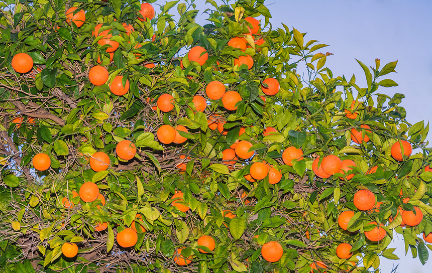 Март - ароматный сезон цветения апельсинов на Кипре!: фото 13