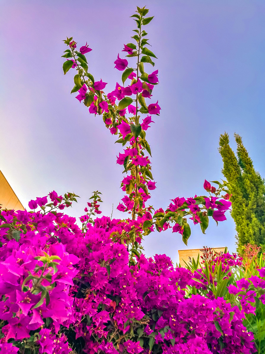 Потрясающее зрелище - цветущая бугенвиллия на Кипре: фото 16