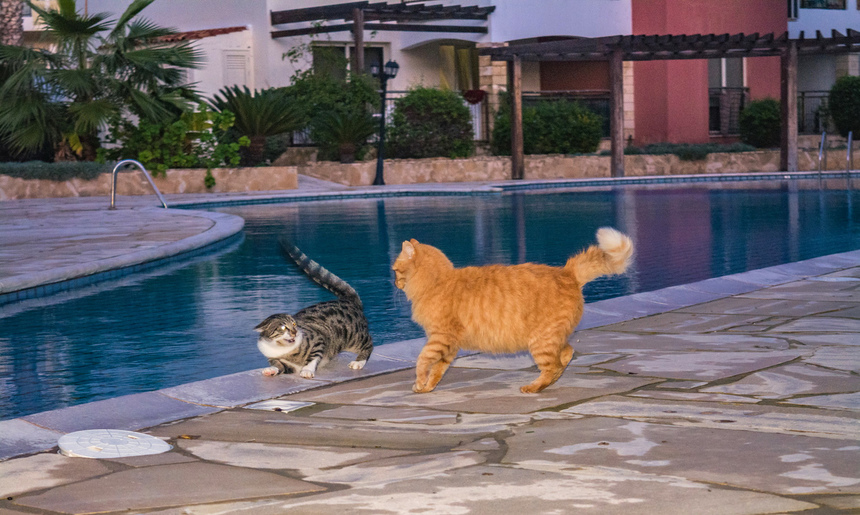 Пушистое чудо: кипрские кошки, которые не оставят равнодушным абсолютно никого!: фото 41