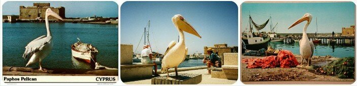 Умер розовый пеликан Кокос — звезда набережной Пафоса: фото 3