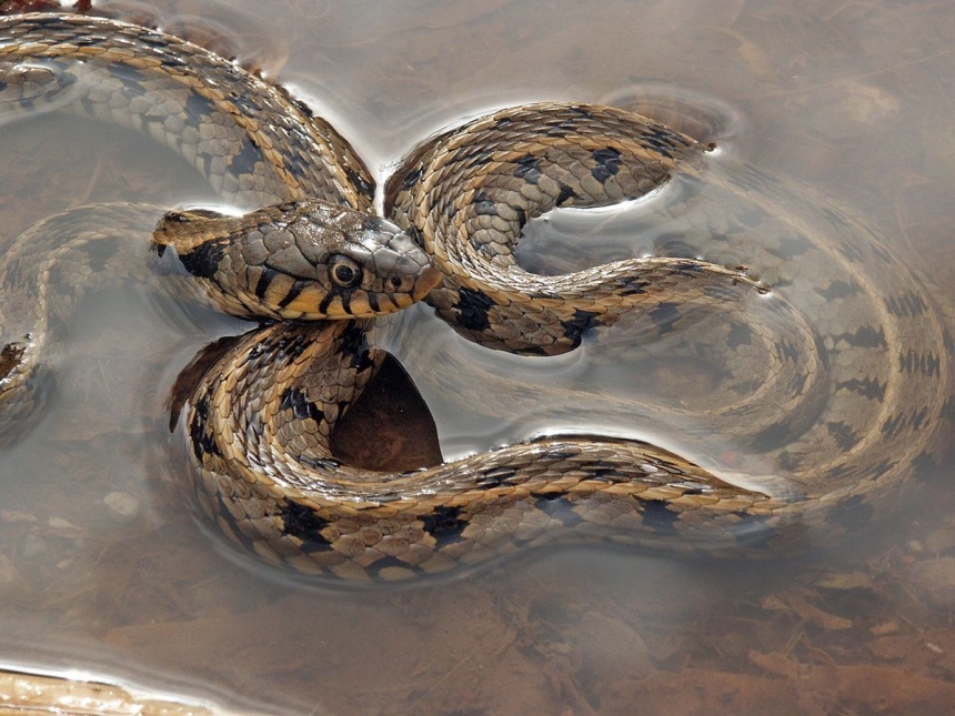 ​Ядовитые змеи на Кипре. Как их отличить?: фото 9
