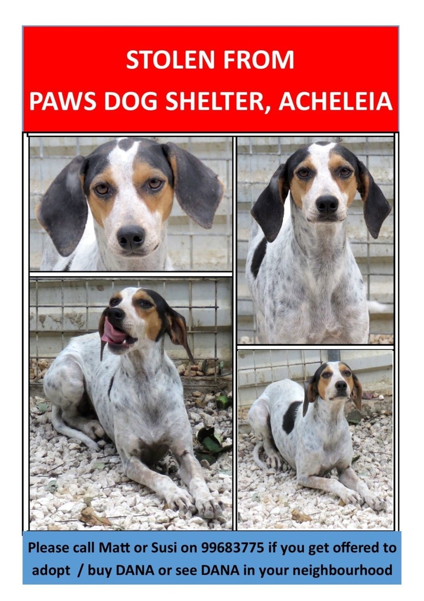 Внимание, розыск! Из приюта в Пафосе украдены собаки: фото 2