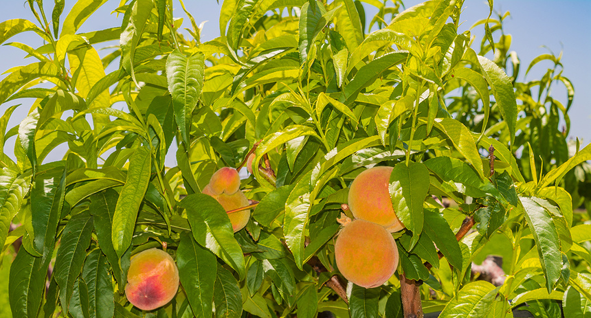 Не пропустите! На Кипре начался сезон сбора персиков: фото 5