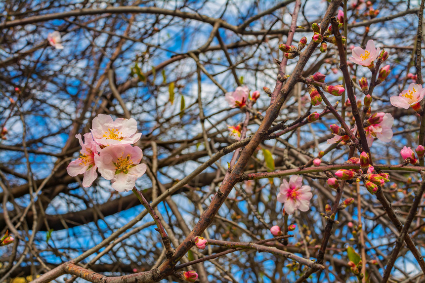 Цветение миндаля на Кипре — признак наступающей весны! : фото 11