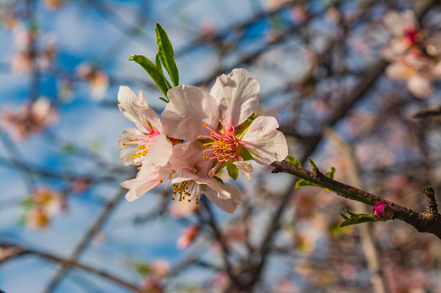 Цветение миндаля на Кипре — признак наступающей весны! : фото 32