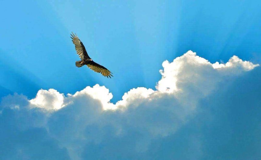Кипрский орел: фото 32