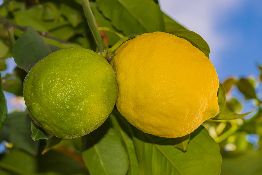 Лимон - фаворит кухни Кипра!: фото 15