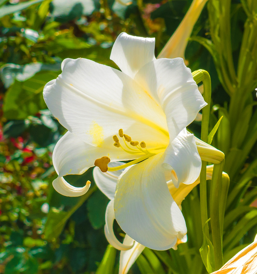Божественная нежность: на Кипре зацвели прекрасные лилии: фото 2