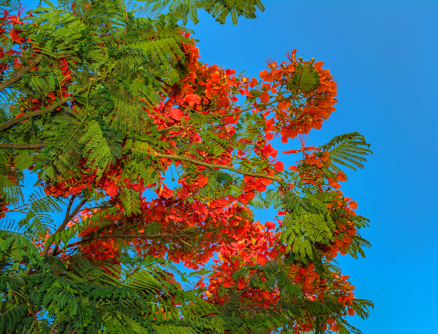 Делоникс королевский — прекасное цветущее дерево на Кипре: фото 4