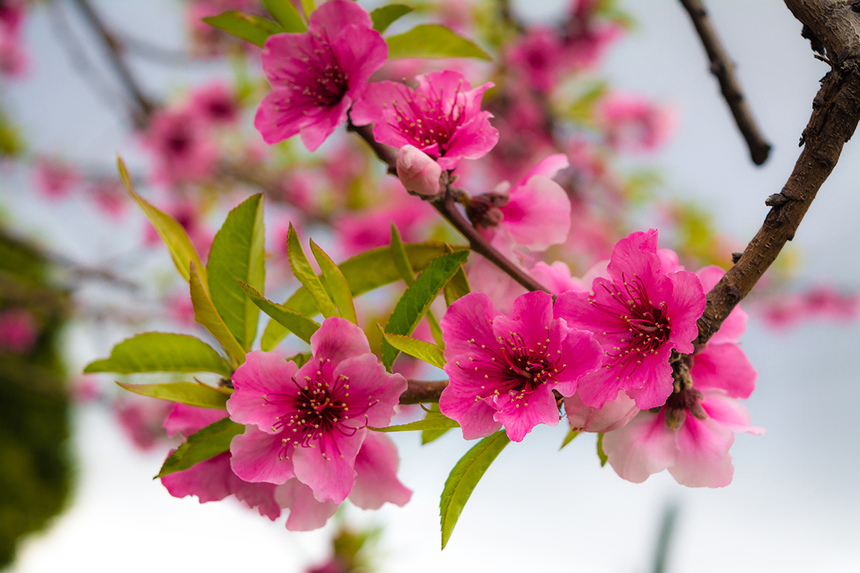 Сказочное цветение персиковых деревьев на Кипре!: фото 9
