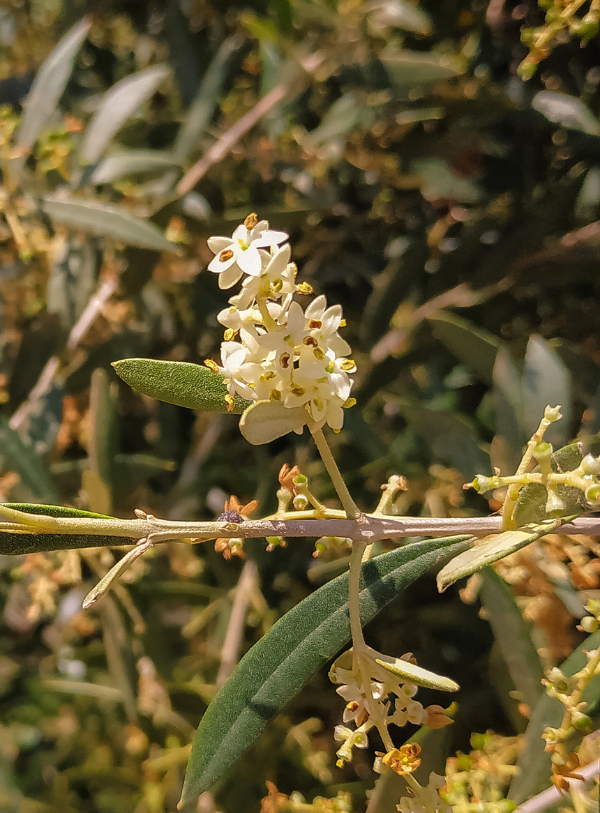 В мае на Кипре в цвету оливковые деревья! : фото 20