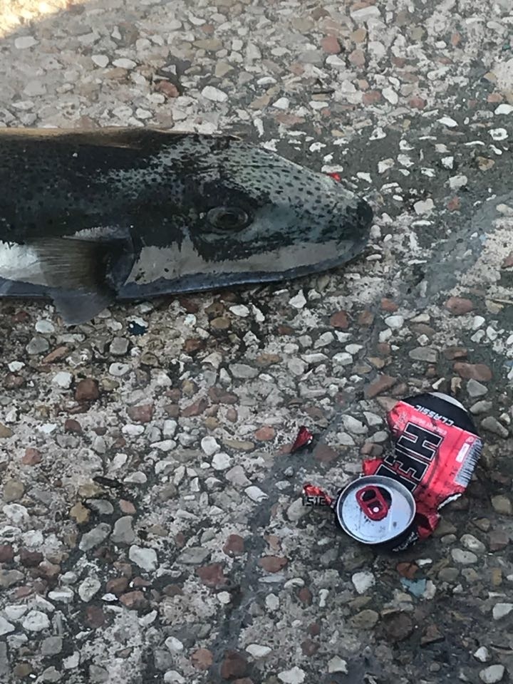 В Лимассоле смертельно ядовитая рыба покушалась на туристку: фото 3
