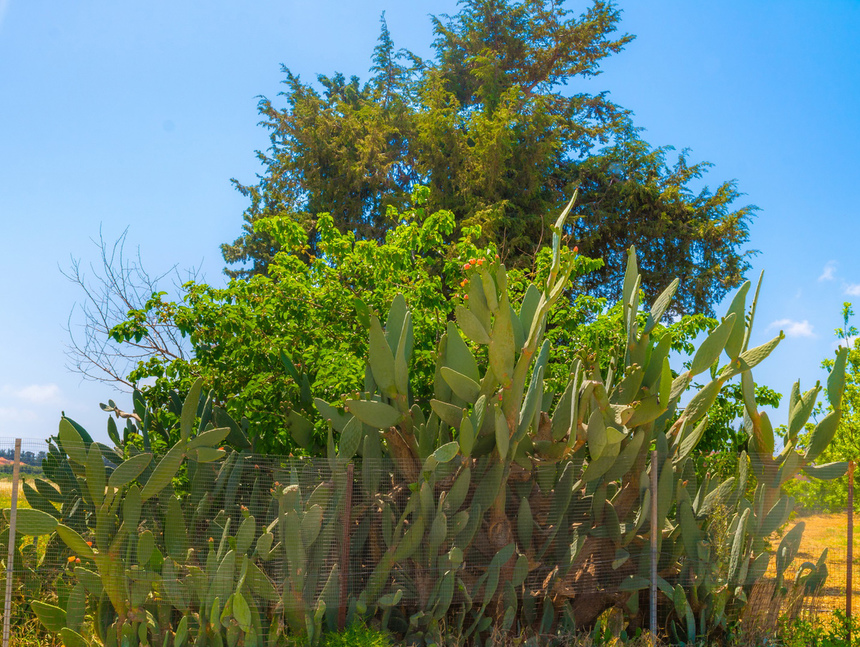 На Кипре цветет вкусный кактус опунция! : фото 18