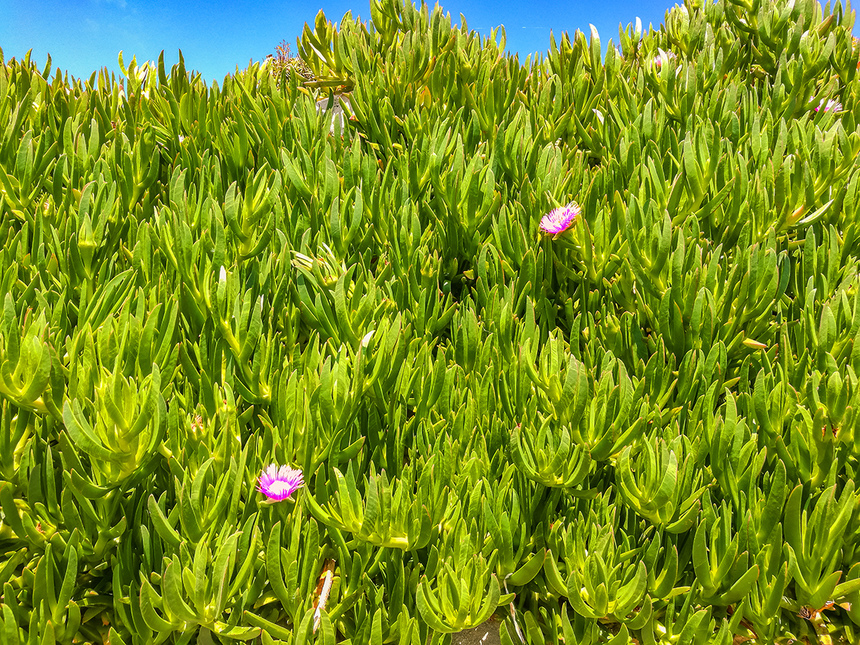 Карпобротус съедобный — кипрское лекарственное растение: фото 9