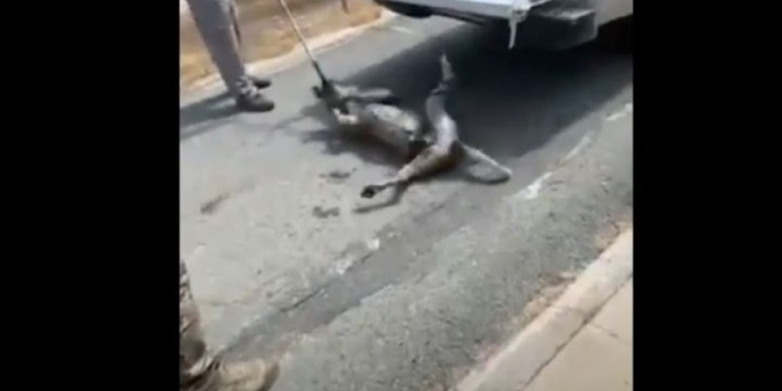 В Айя-Напе публично пытали военную собаку: фото 2