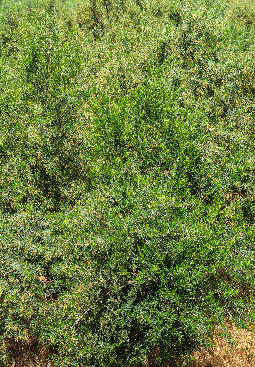 В мае на Кипре в цвету оливковые деревья! : фото 11