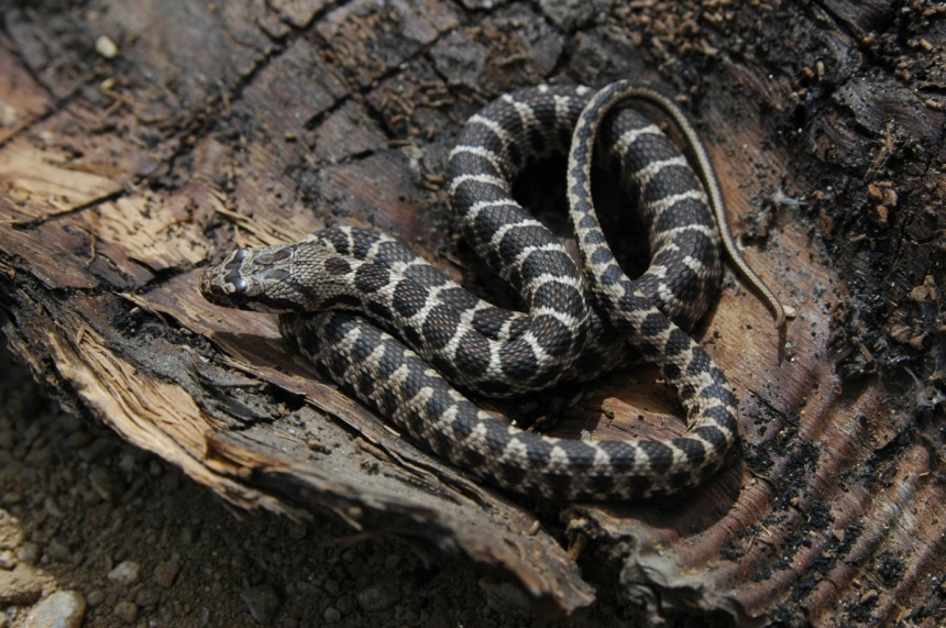 ​Ядовитые змеи на Кипре. Как их отличить?: фото 6