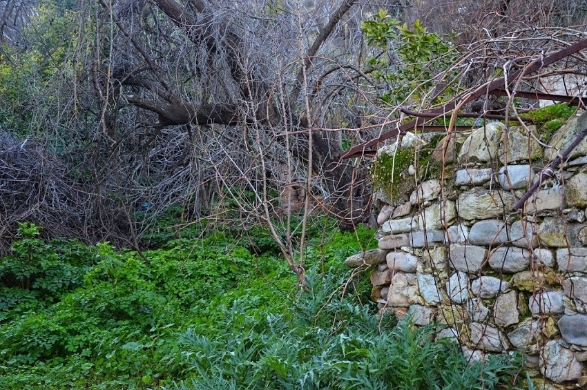 Путешествие по традиционным деревушкам Кипра. Эпископи. Часть 1: фото 53