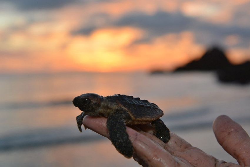 Попытка помешать программе по защите морских черепах на Кипре! : фото 3
