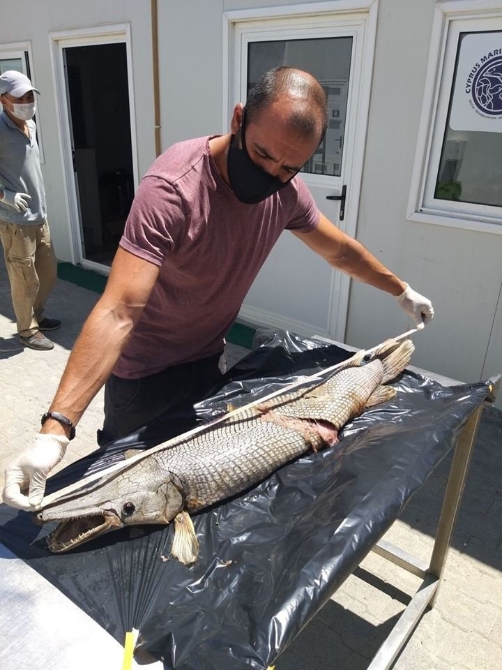 На Северном Кипре поймали рыбу-чудовище: фото 5