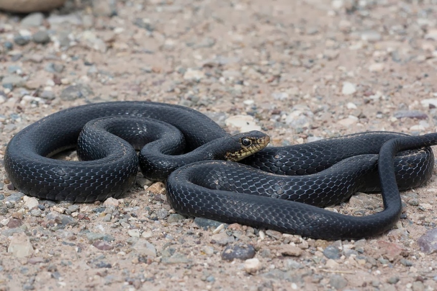 ​Ядовитые змеи на Кипре. Как их отличить?: фото 8