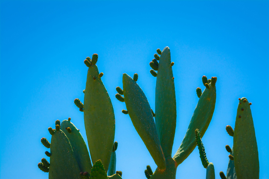 На Кипре цветет вкусный кактус опунция! : фото 4