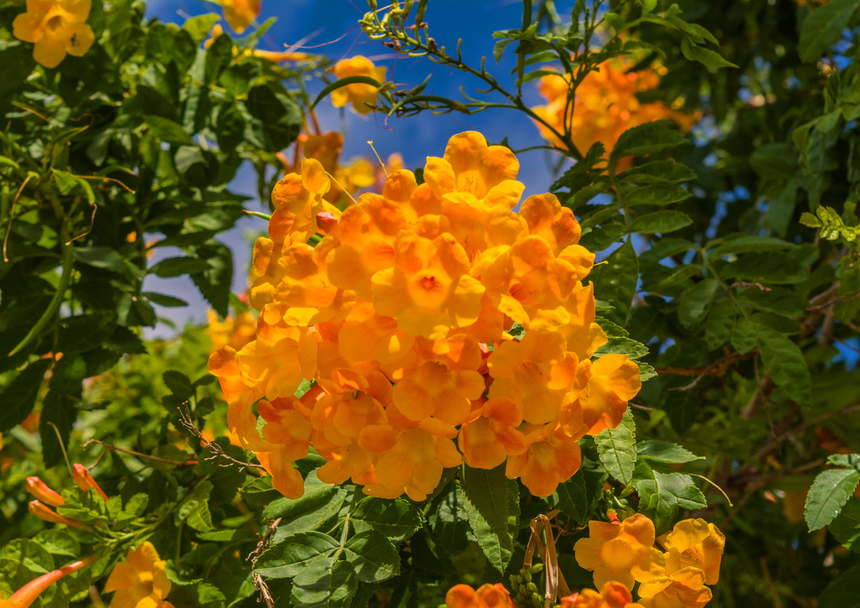 На Кипре цветет кампсис!: фото 2