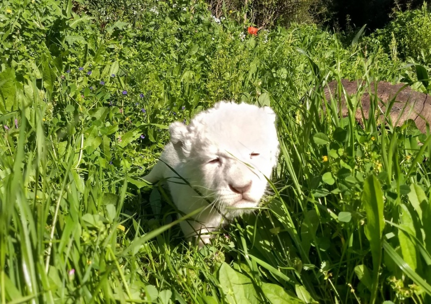 Невероятно! В зоопарке Пафоса появился на свет детеныш редкого белого льва: фото 2