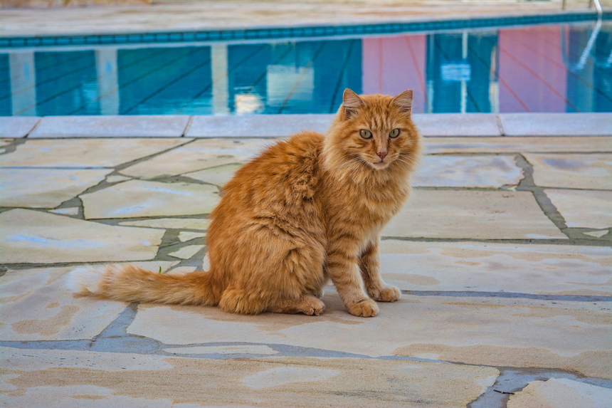 Пушистое чудо: кипрские кошки, которые не оставят равнодушным абсолютно никого!: фото 43