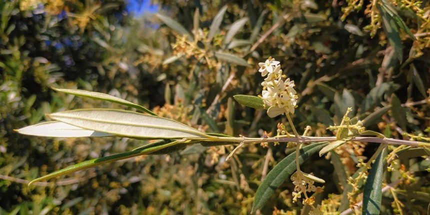 Топ-10 самых красивых и удивительных растений Кипра 2020 года: фото 11
