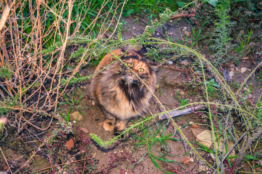 Пушистое чудо: кипрские кошки, которые не оставят равнодушным абсолютно никого!: фото 31