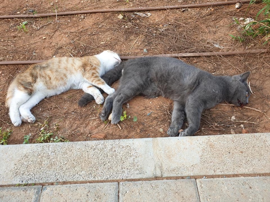 Шок! В Лимассоле массово гибнут кошки!: фото 2