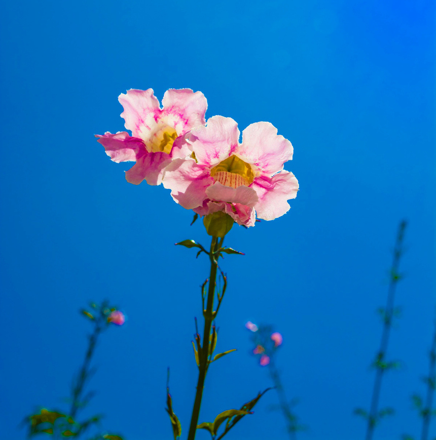 Подранея Рикасоля - кипрская лиана с розовыми колокольчиками: фото 12