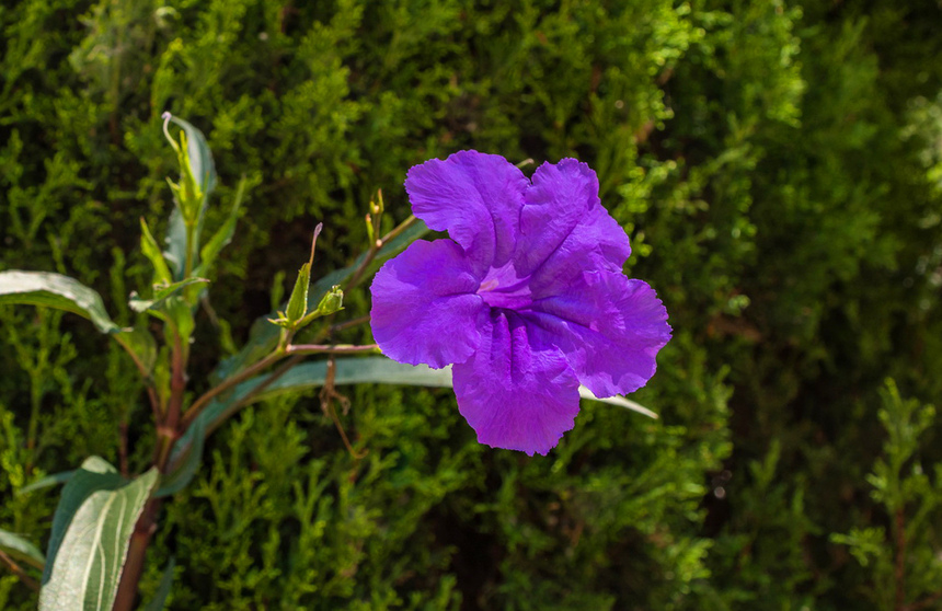 Кипрская руэллия с декоративными бархатистыми цветами: фото 18