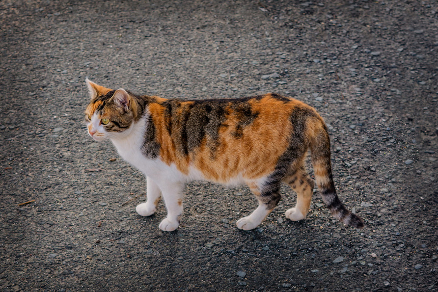 Пушистое чудо: кипрские кошки, которые не оставят равнодушным абсолютно никого!: фото 5