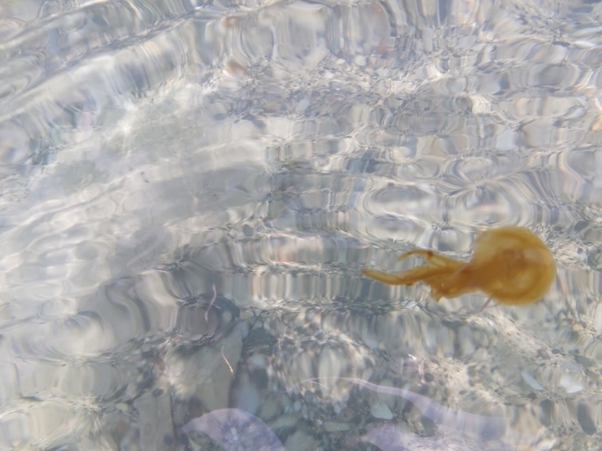 Осторожно! Пляжи Кипра атаковали медузы: фото 3