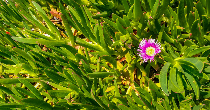 Карпобротус съедобный — кипрское лекарственное растение: фото 22