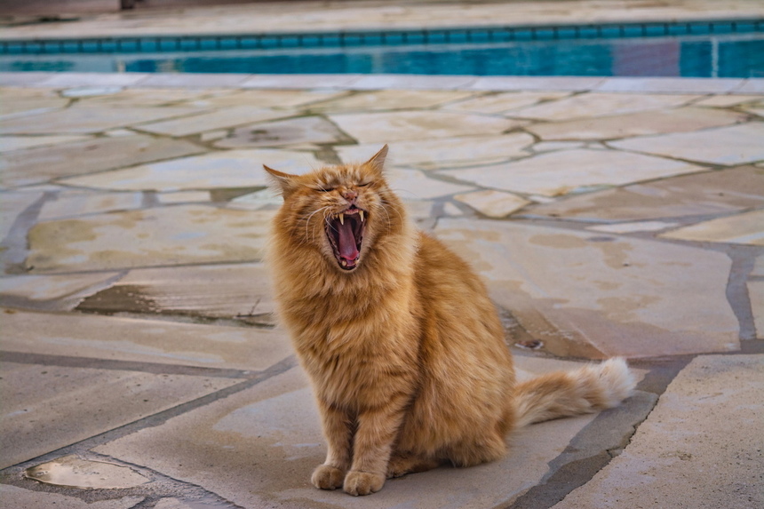 Пушистое чудо: кипрские кошки, которые не оставят равнодушным абсолютно никого!: фото 51