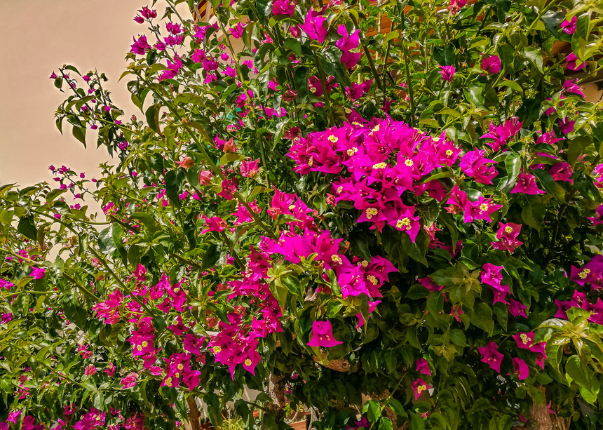 Потрясающее зрелище - цветущая бугенвиллия на Кипре: фото 9